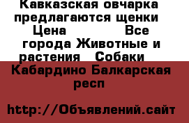 Кавказская овчарка -предлагаются щенки › Цена ­ 20 000 - Все города Животные и растения » Собаки   . Кабардино-Балкарская респ.